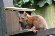 Eichhörnchen-A-12.JPG